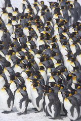 Penguins huddled together for warmth on South Georgia Island - 267117262