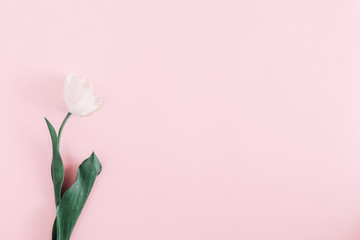 Beautiful minimal composition flowers. One white tulip flower on pastel pink background. Valentines Day, Easter, Birthday, Happy Women's Day, Mother's Day. Flat lay, top view, copy space 