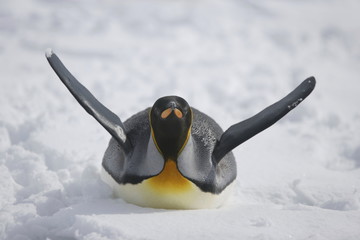 King penguin on the snow of South Georgia Island - 267117293
