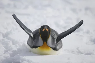 Keuken spatwand met foto King penguin on the snow of South Georgia Island © willtu