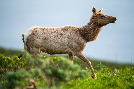 Tule elk (Cervus canadensis nannodes), Point Reyes National Seashore, Marin, California