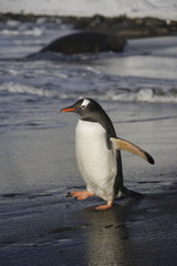 Gentoo penguin walking on the beach on South Georgia Island
