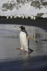 Gentoo penguin heading toward the ocean as a group of others follow on South Georgia Island - 267117429