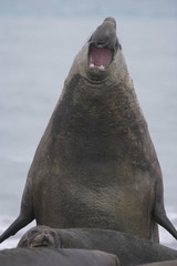 Elephant seal raising up on the beach of South Georgia Island