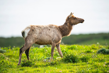 Tule elk (Cervus canadensis nannodes), Point Reyes National Seashore, Marin, California