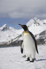 Fototapeta na wymiar King penguin on South Georgia Island