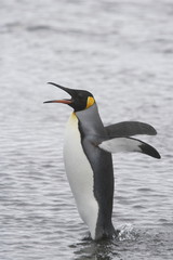 Fototapeta na wymiar King penguin calling while crossing the snow on South Georgia Island