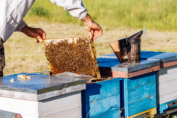 Beekeeper at Work. Apiary. Frames of a beehive.