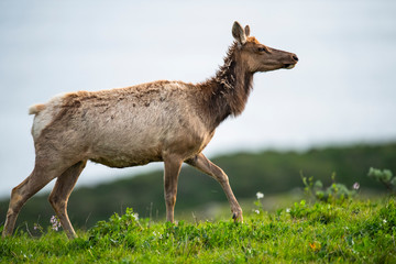Tule elk (Cervus canadensis nannodes), Point Reyes National Seashore, Marin, California