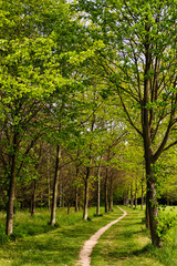 Fototapeta na wymiar Footpath surrounded by trees