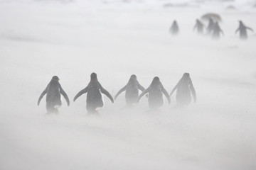 Gentoo penguins cross a beach during a windy snow storm on the Falkland Islands