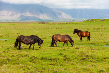 Iceland / Horses