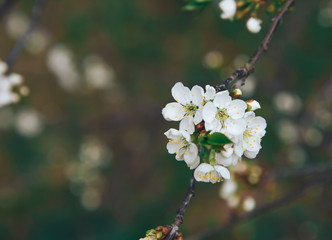 Cherry flowers on the branch. White cherry flowers close up.
