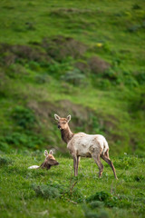 Tule elk (Cervus canadensis nannodes), Point Reyes National Seashore, Marin, California