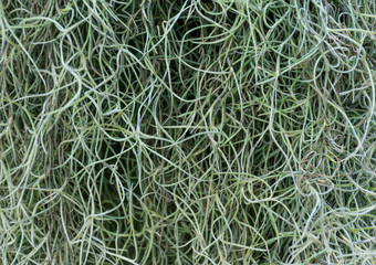 Close up vine texture background