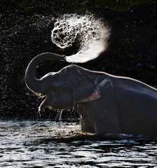 Asian elephant sprays water on its back in thailand