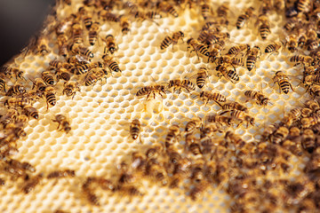Working bees on honeycomb. Frames of a bee hive. Apiculture