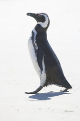 Obraz premium Magellanic penguin on a white beach on the Falkland Islands