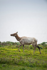 Tule elk (Cervus canadensis nannodes), Point Reyes National Seashore, Marin, California