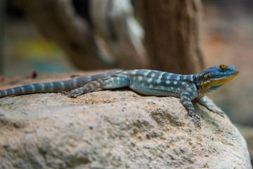 Blue and yellow lizard