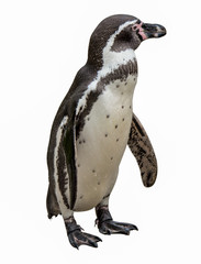 penguin on white background