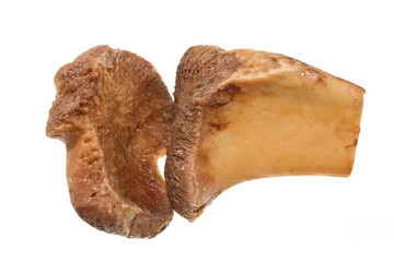 bone isolated on white background