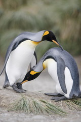 King penguins interact on South Georgia Island
