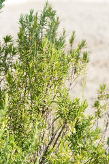 Wild rosemary close up