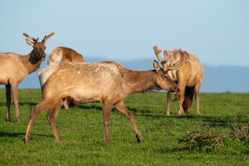 Tule elk (Cervus canadensis nannodes), Point Reyes National Seashore, Marin, California
