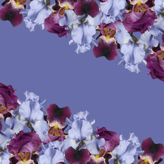 Beautiful floral background of purple and blue irises. Isolated 