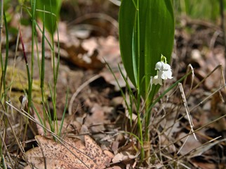 Blossoming lily of the valley, Convallaria majalis