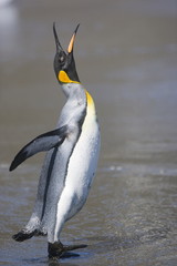 King penguin calling after coming ashore on South Georgia Island