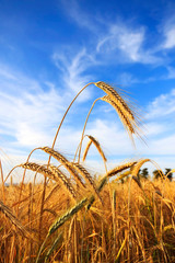 Wheat field against bright blue sky