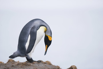King penguin bowing on South Georgia Island