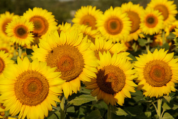 Fototapeta premium blooming yellow sunflowers in the field