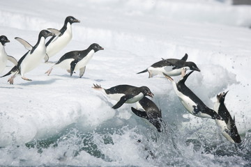 Adelie penguins rush off an iceberg in Antarctica - 267118610