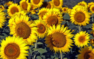 blooming yellow sunflowers in the field