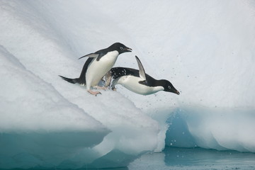 Adelie penguins leap from an iceberg in Antarctica © willtu