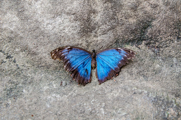 Fototapeta na wymiar Blue Butterfly sits on a stone