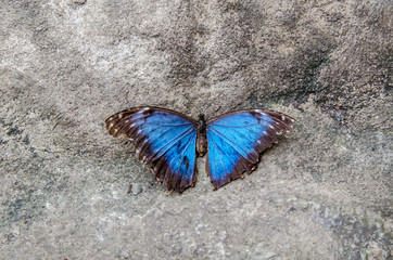 Obraz na płótnie Canvas Blue Butterfly sits on a stone
