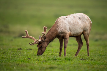 Tule elk (Cervus canadensis nannodes), Point Reyes National Seashore, Marin, California