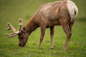 Tule elk (Cervus canadensis nannodes), Point Reyes National Seashore, Marin, California - 267118682
