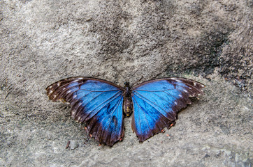 Fototapeta na wymiar Blue Butterfly sits on a stone
