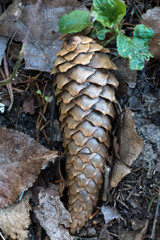 Closeup detail of pinecone fallen in the forest Finnish Forest, Rascafria, Madrid, Spain