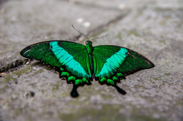 Bright green Butterfly sits on a stone