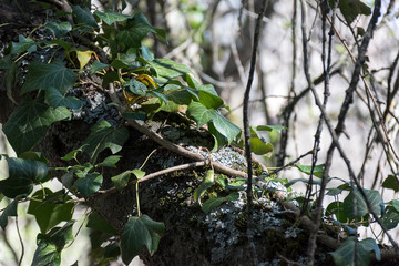 Close up detail in the bosuqe of a trunk of a tree surrounded by creepers. Finnish Forest, Rascafria, Madrid, Spain