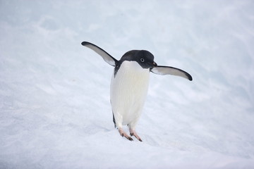 Adelie penguin with flippers spread on an iceberg in Antarctica