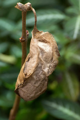 Schmetterling - Cocoon