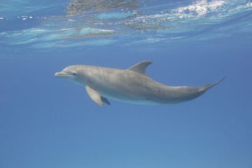 Bottle-nosed dolphin underwater