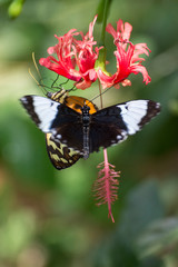 Schmetterling - Paare